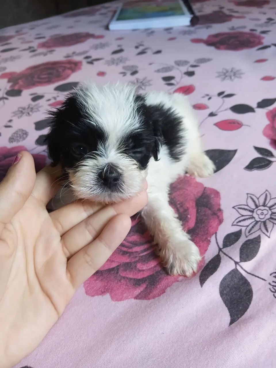 Vendo mini shirtsu  - Foto 4
