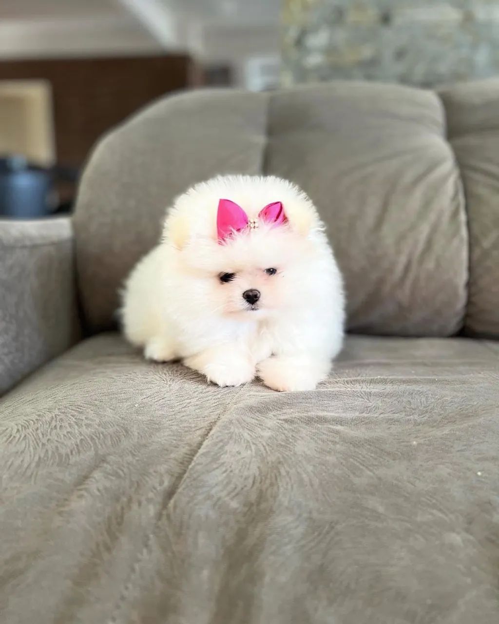 SPITZ alemão com pedigree CBKC  - Foto 4