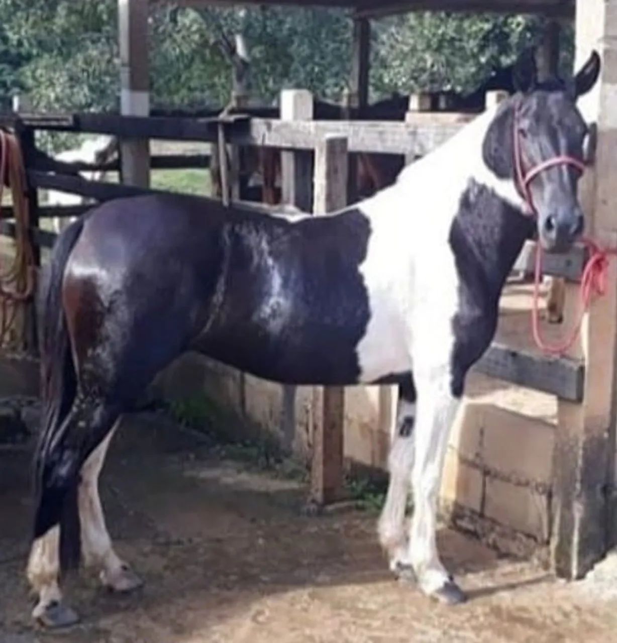 Vendo potro preto pampa calçado nas 4 patas registrado. - Foto 6