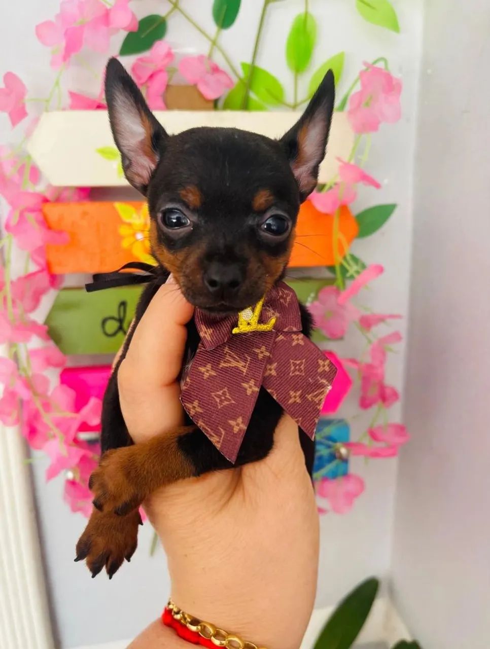 Filhote de pinscher macho zero