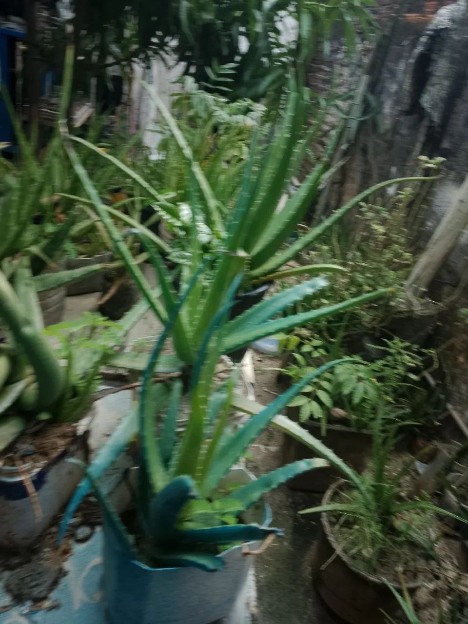 Plantas babosa  - Foto 2