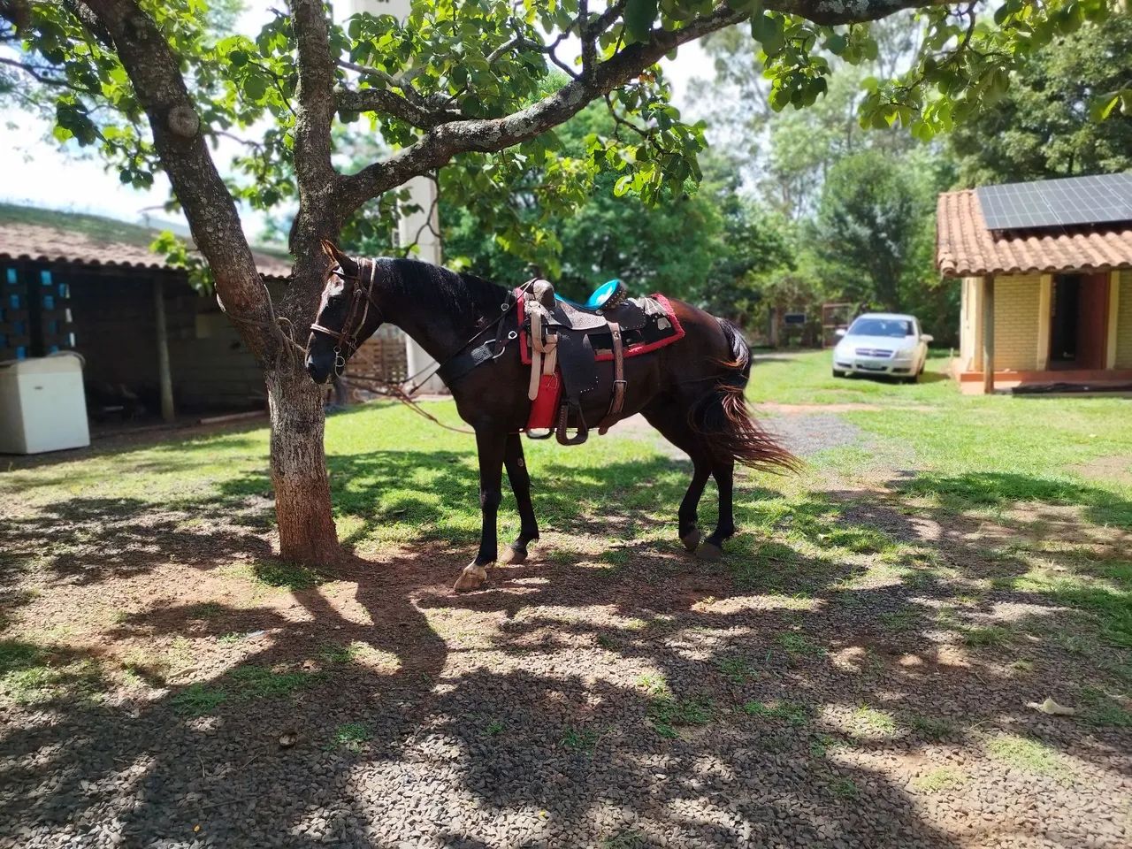 Cavalo marcha batida pra pessoas exigentes  - Foto 2