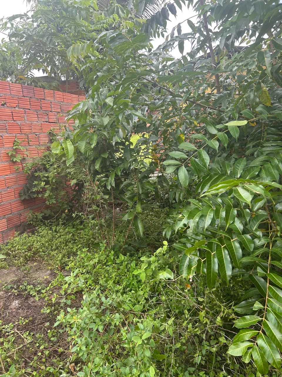 Foto - São José De Ribamar - 
