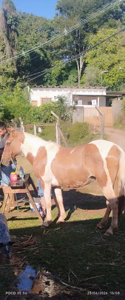 Vendo égua pampa marchadeira muito mansa porém ligeira de cela cerca de 10 a 11 anos 