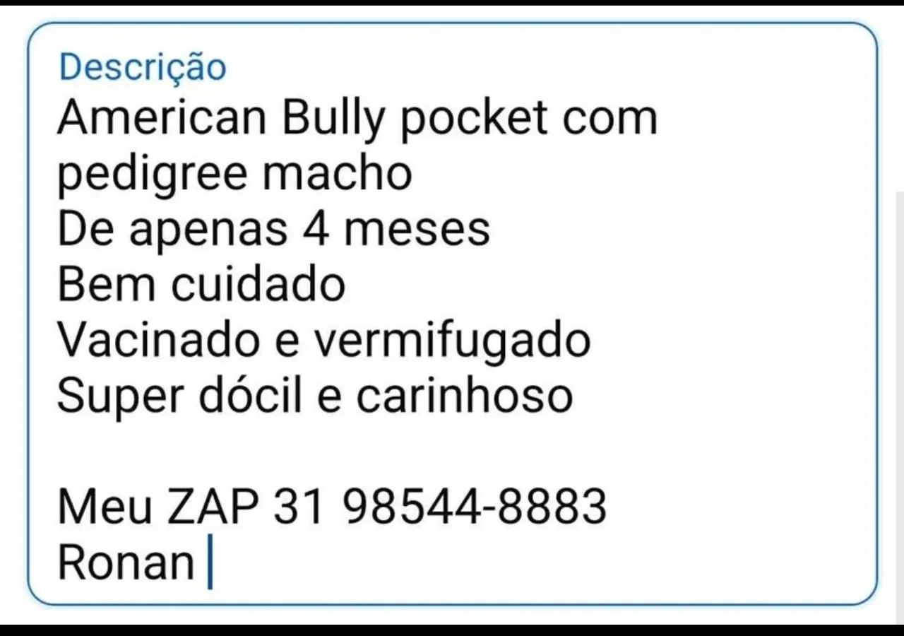 American Bully pocket  - Foto 4