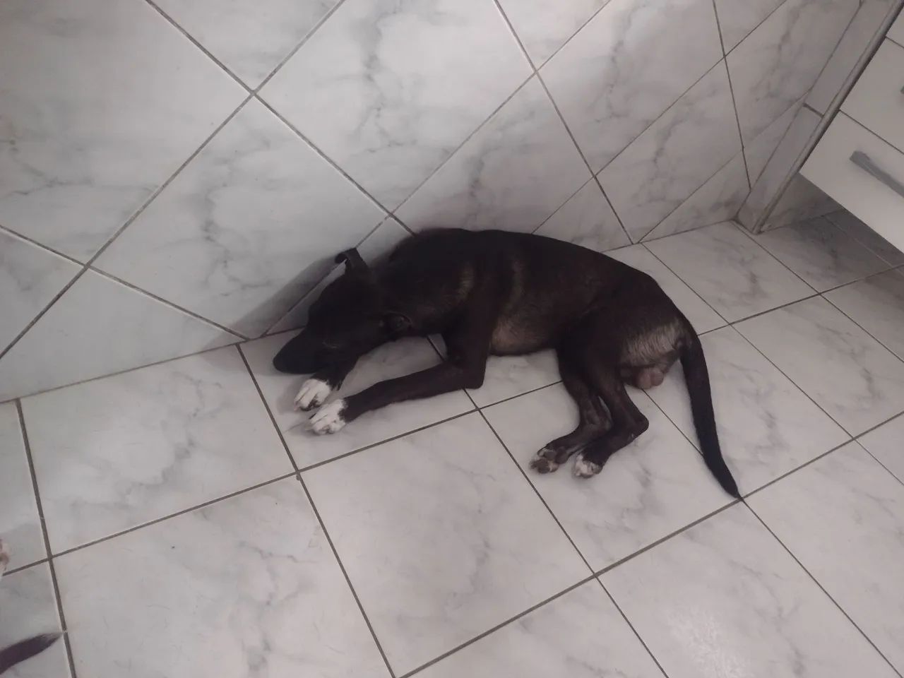 Adoção responsável macho 1 ano - Foto 3