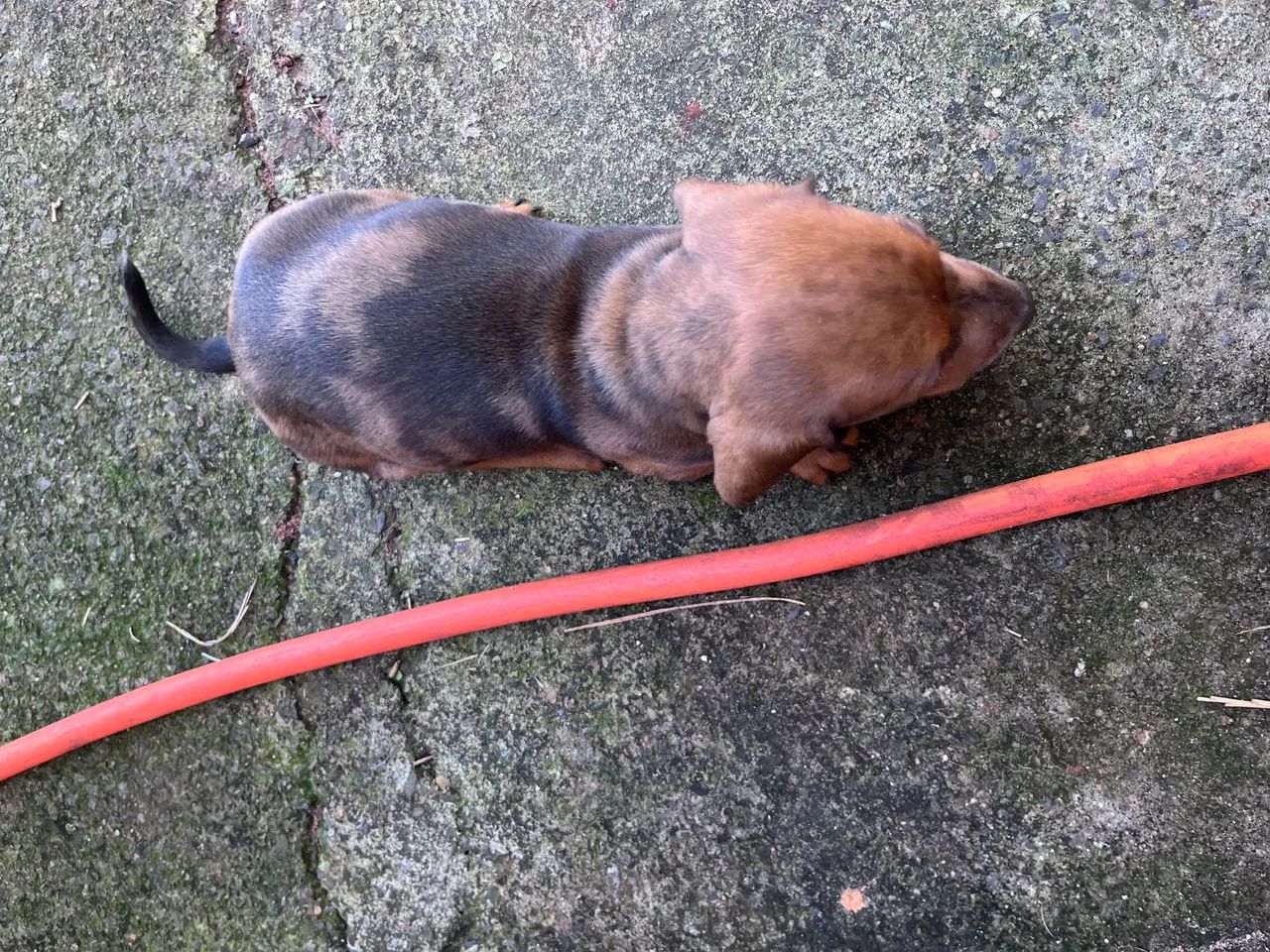 Basset MACHO  - Foto 2