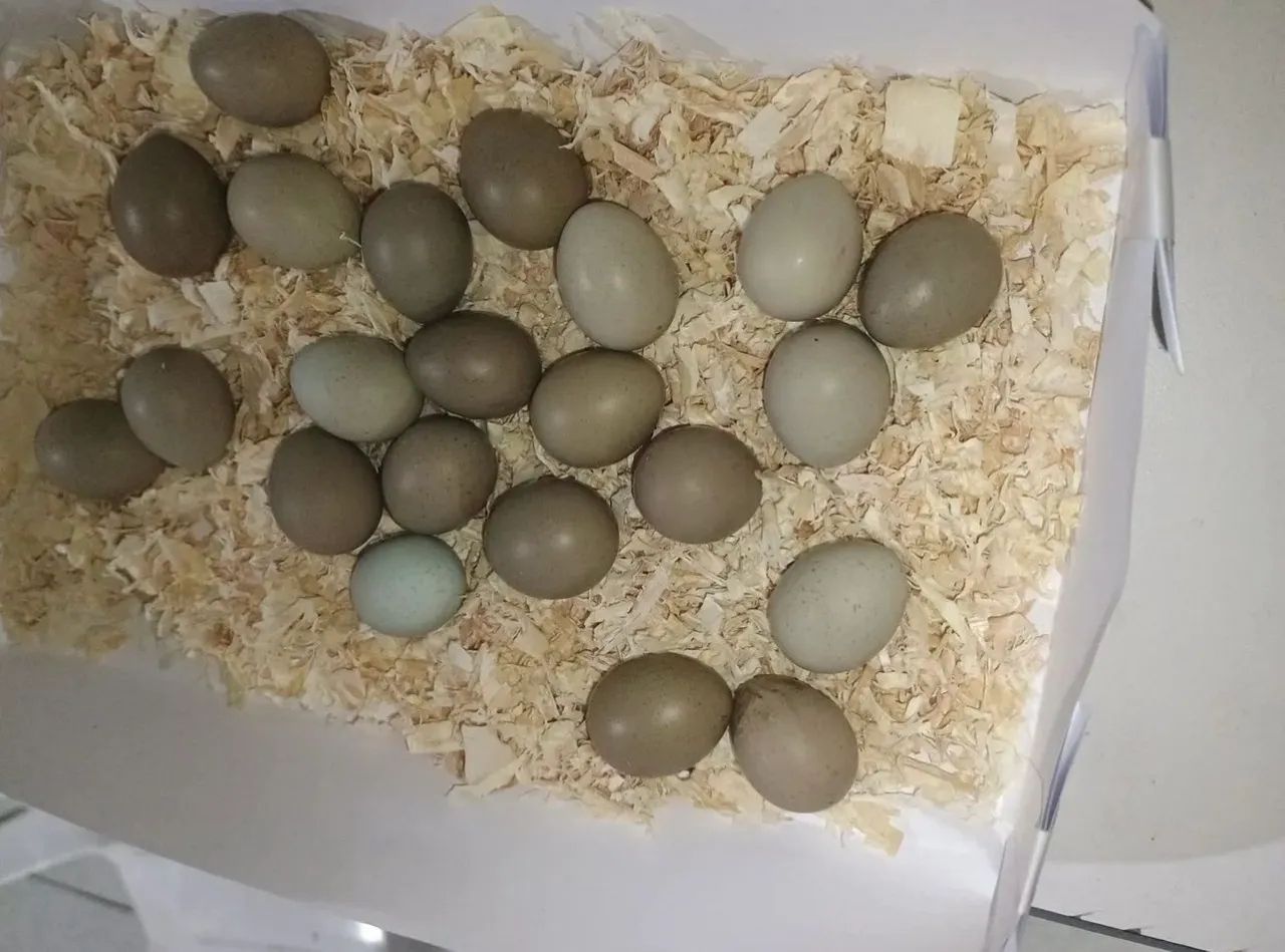 Ovos férteis Codornas Chinesas - Foto 2