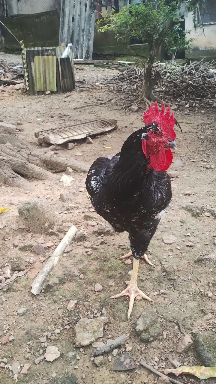 Frango GSB Motley preto e branco de 10 meses