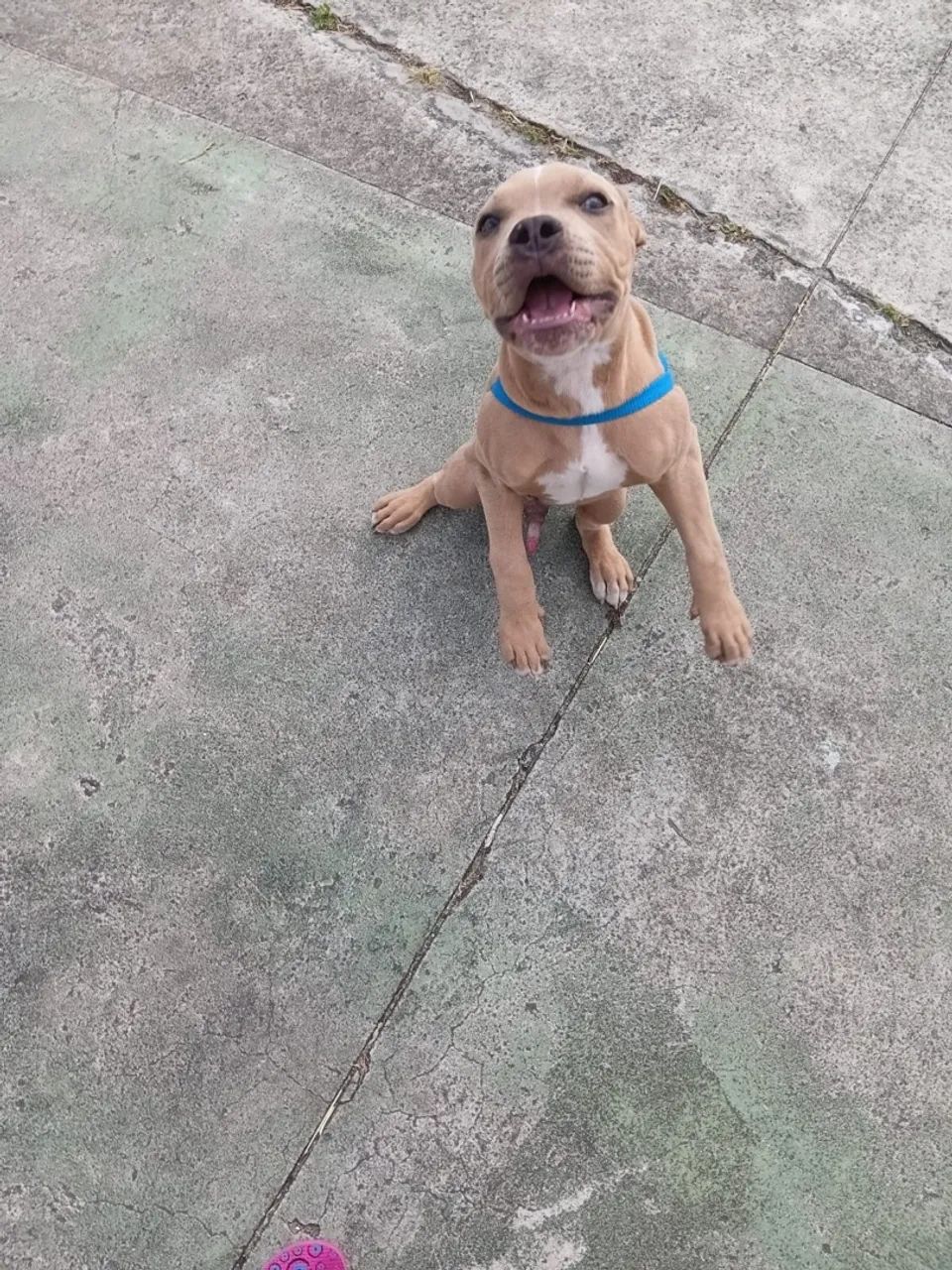 Vendo filhote american bully  - Foto 2
