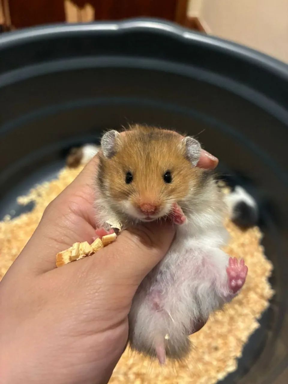 Filhotes de hamster sírio 65566204564227121