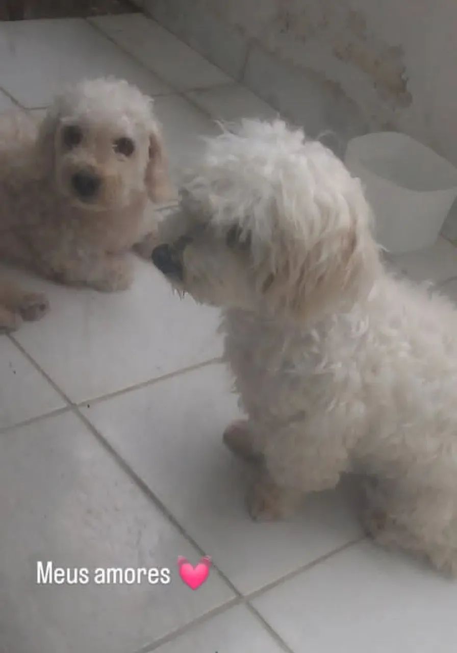 Vendo filhote de poodle 