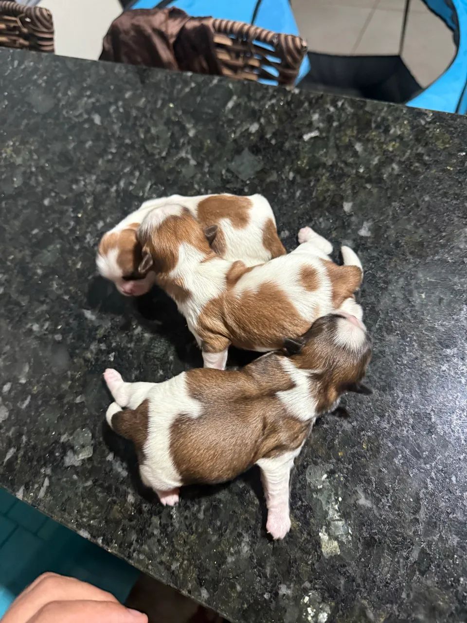 Shi-tzu - Foto 3