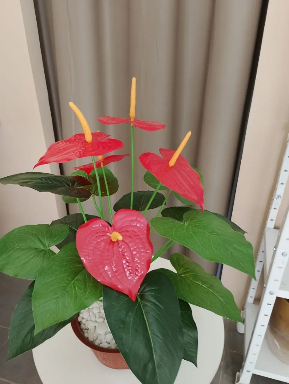 anturio vermelho - Foto 4