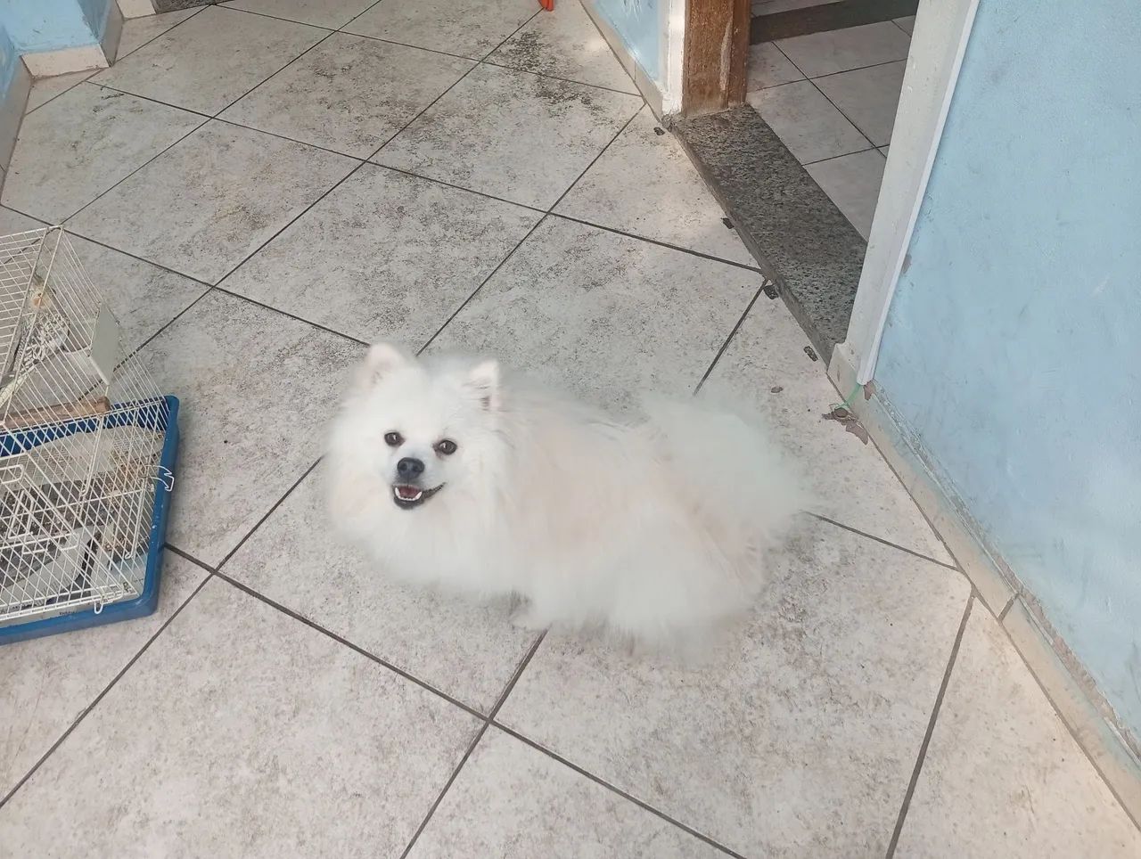 Spitz alemão 