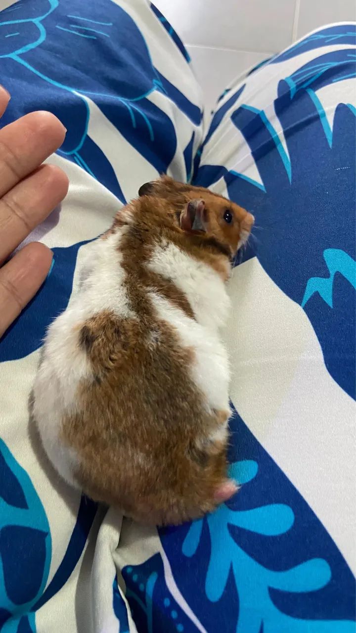 Hamster Sirio - Foto 4