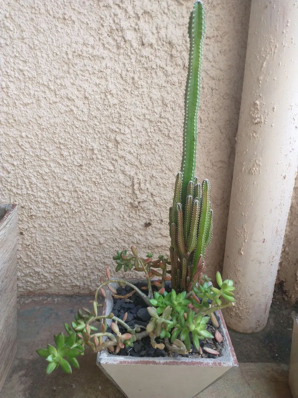 Vaso de cerâmica com planta cacto e suculenta  - Foto 2