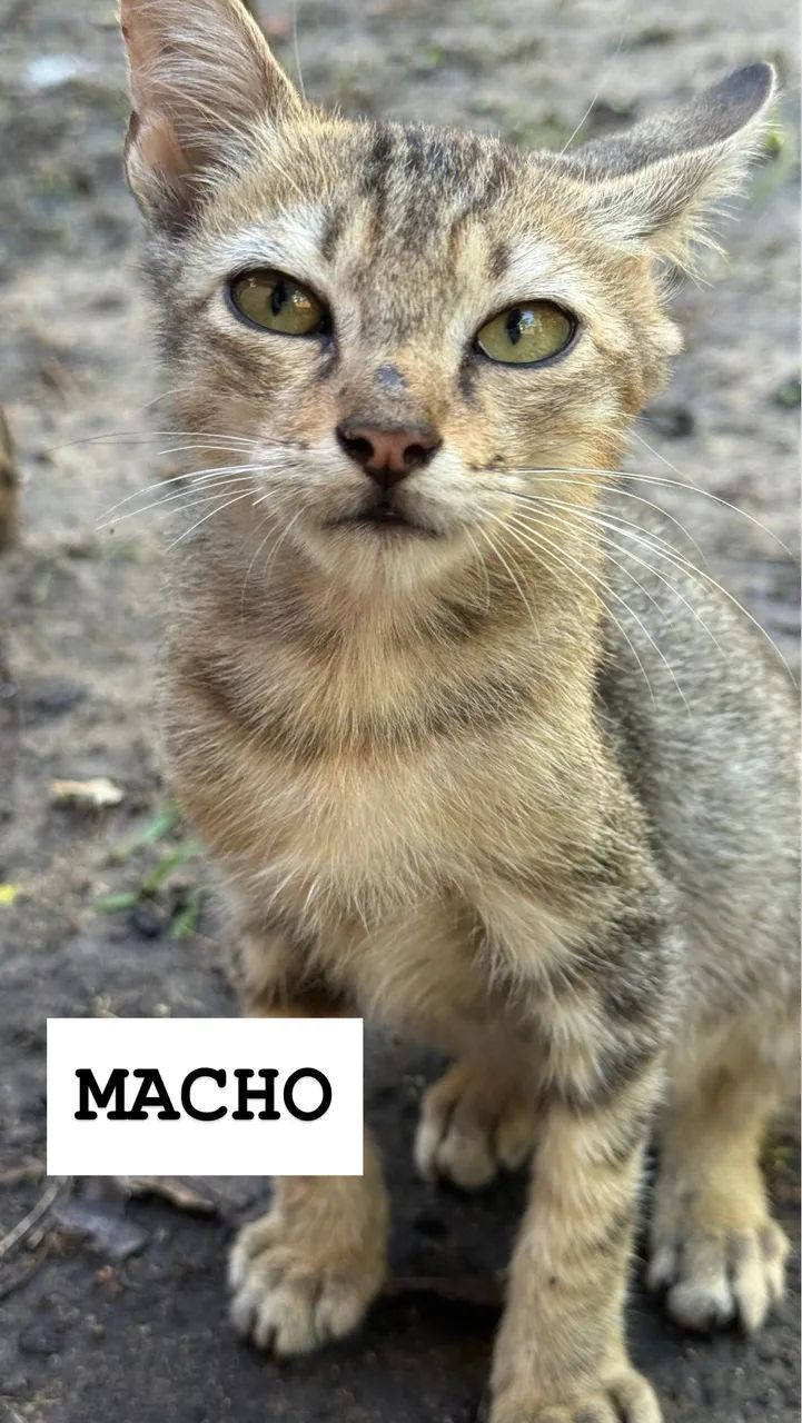 ADOÇÃO DE GATINHOS - Foto 3