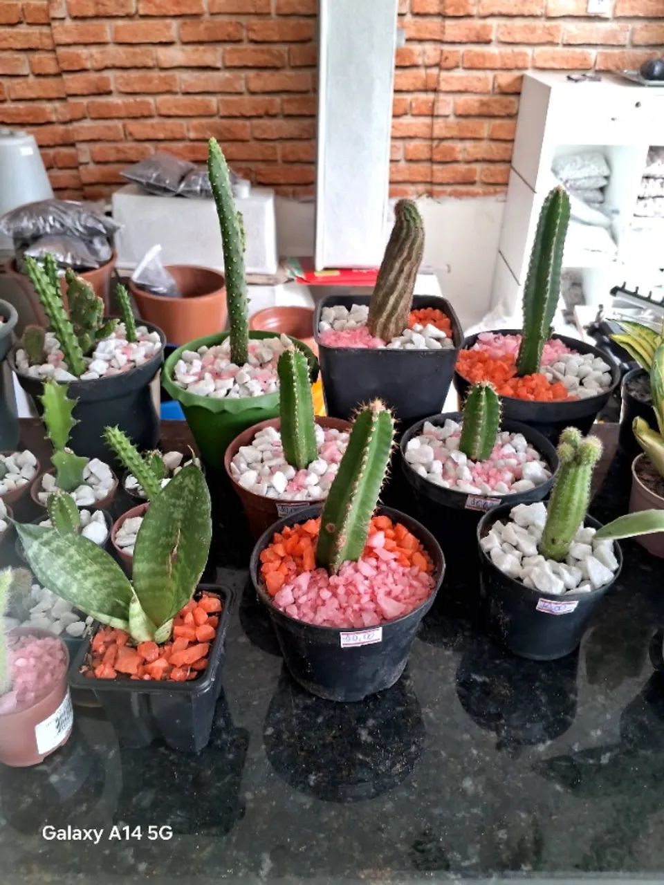 Plantas e materias - Foto 3