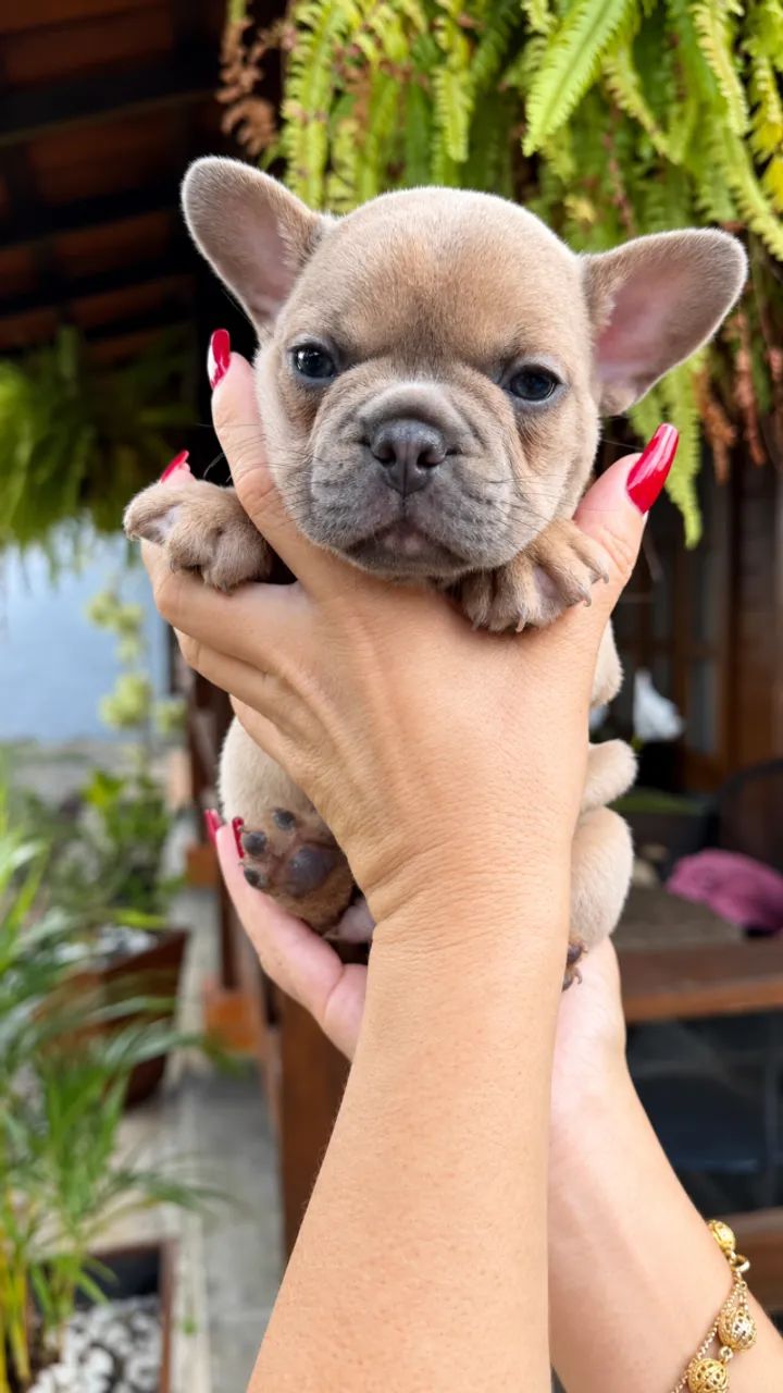BULLDOG FRANCÊS - Foto 3