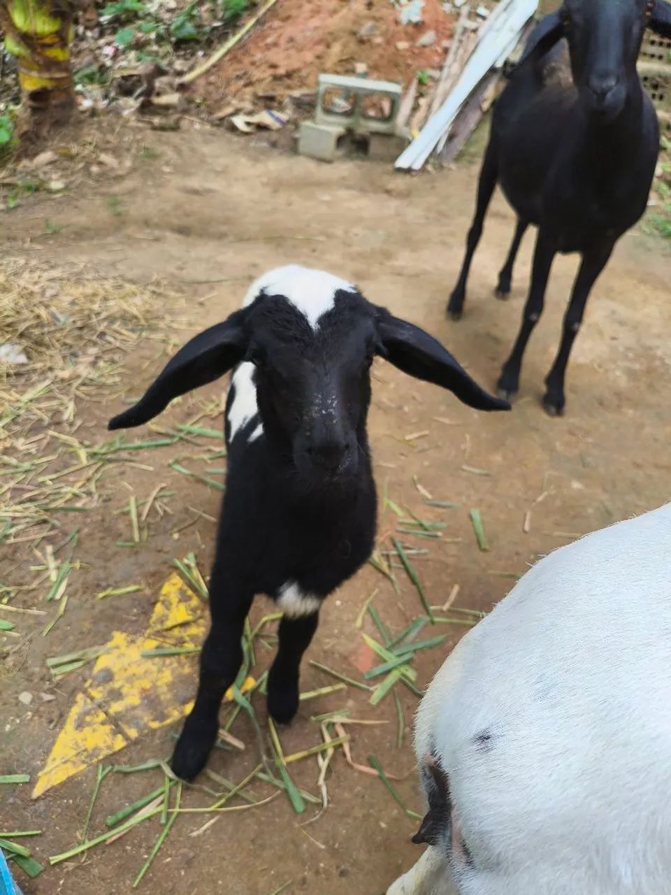 Ovelhas  - Foto 4