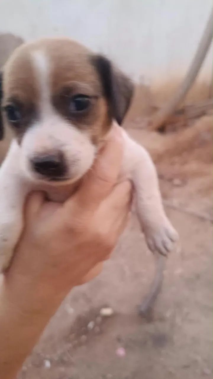 Cachorrinhos para adoção responsável  - Foto 3