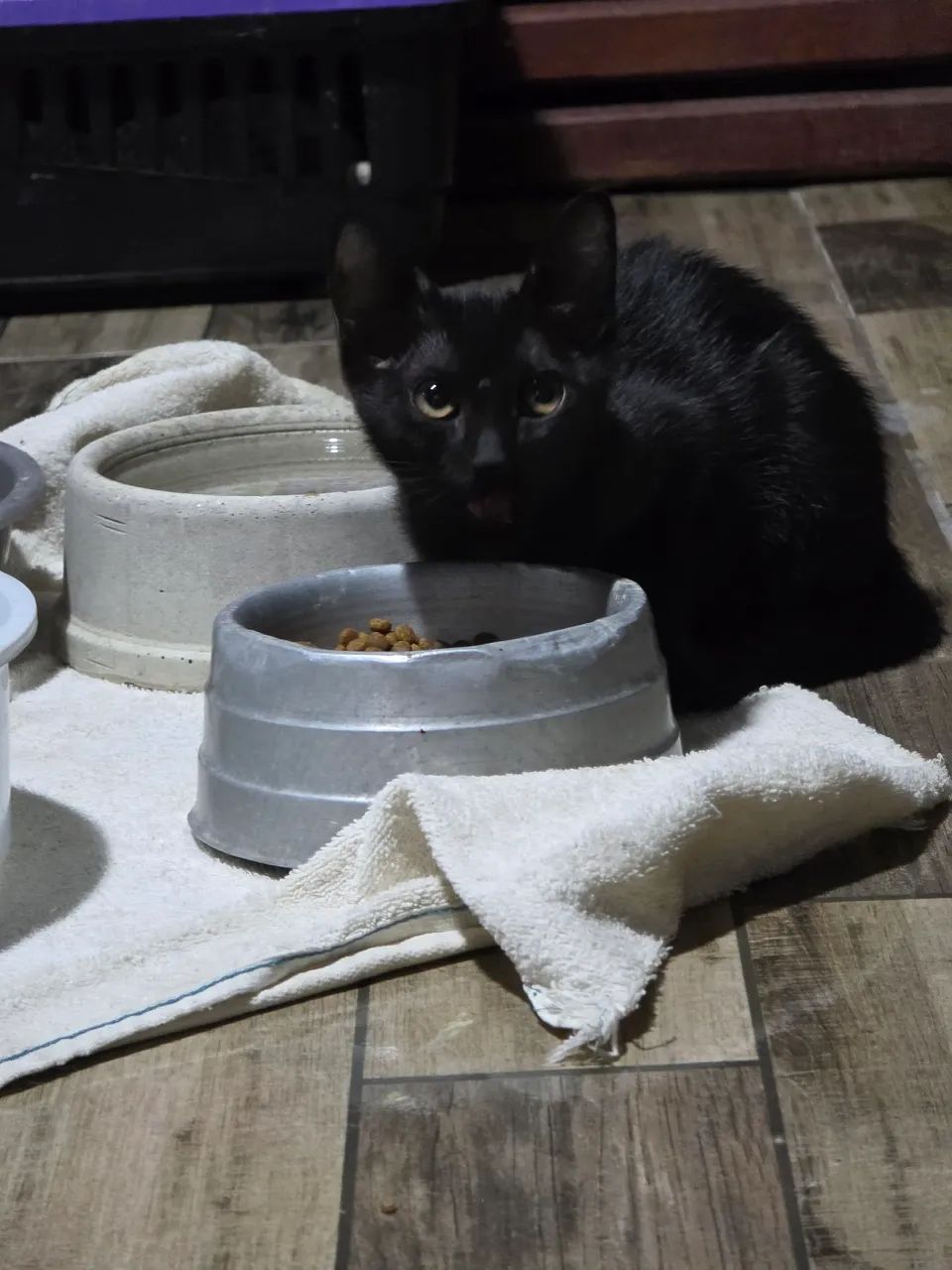 Adoção filhotes gatinhos  - Foto 2