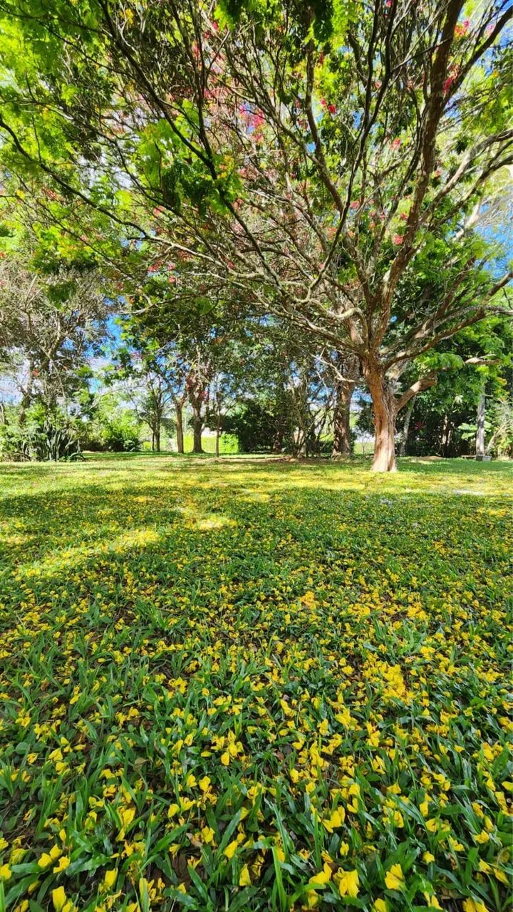Cond. Vale do Ipê - Lote 450m2  - Foto 5