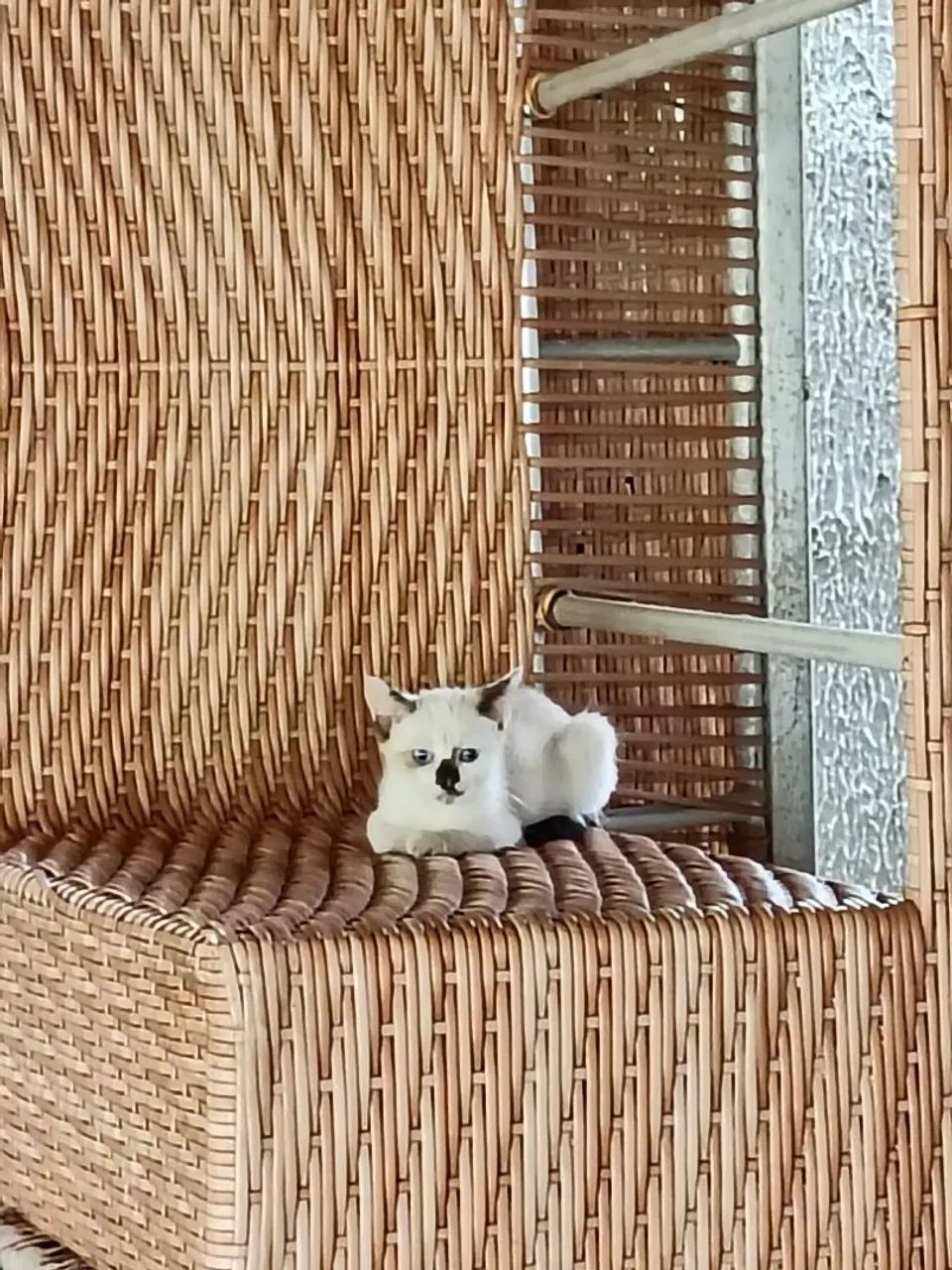 Gatinhas disponíveis para adoção responsável! - Foto 5