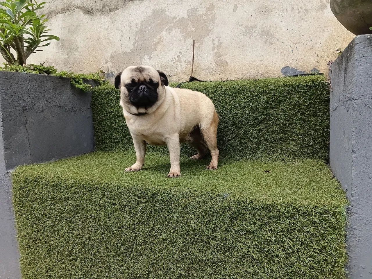 Pug fêmea 