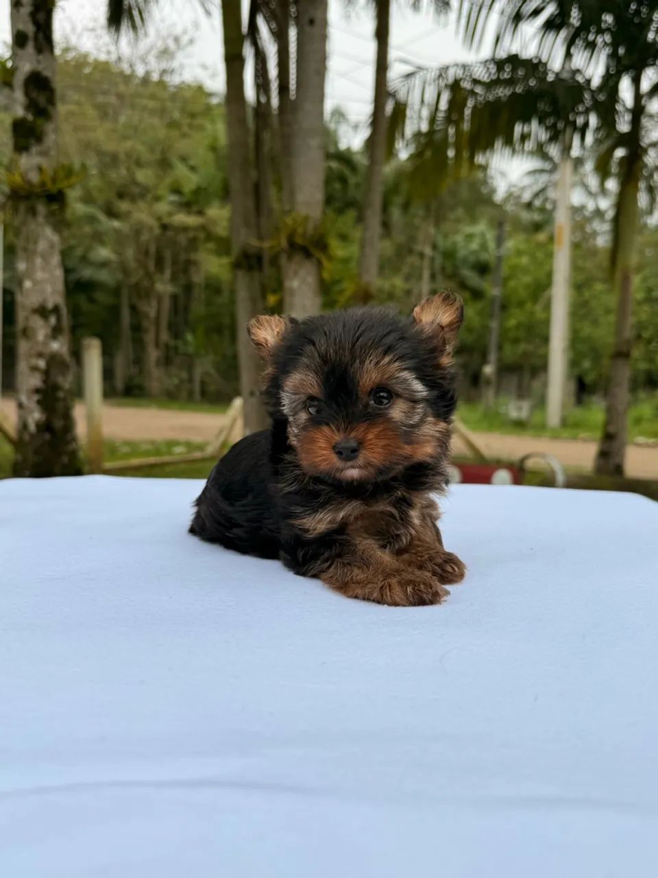 Yorkshire Terrier - macho - Foto 2