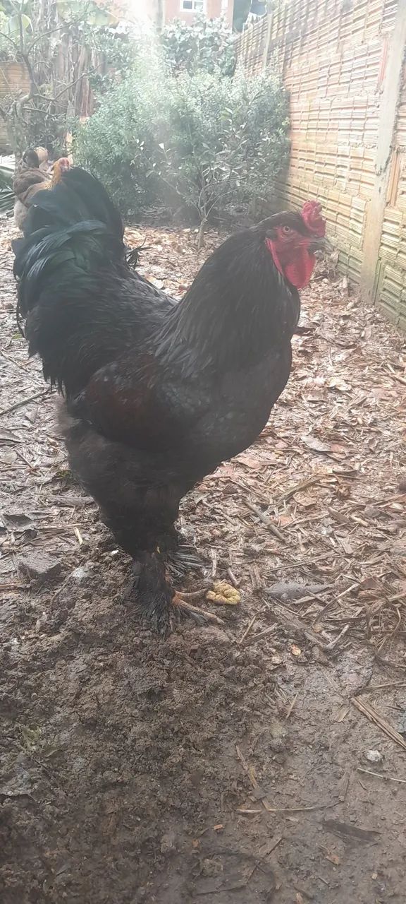 Casal brahma Black  - Foto 3