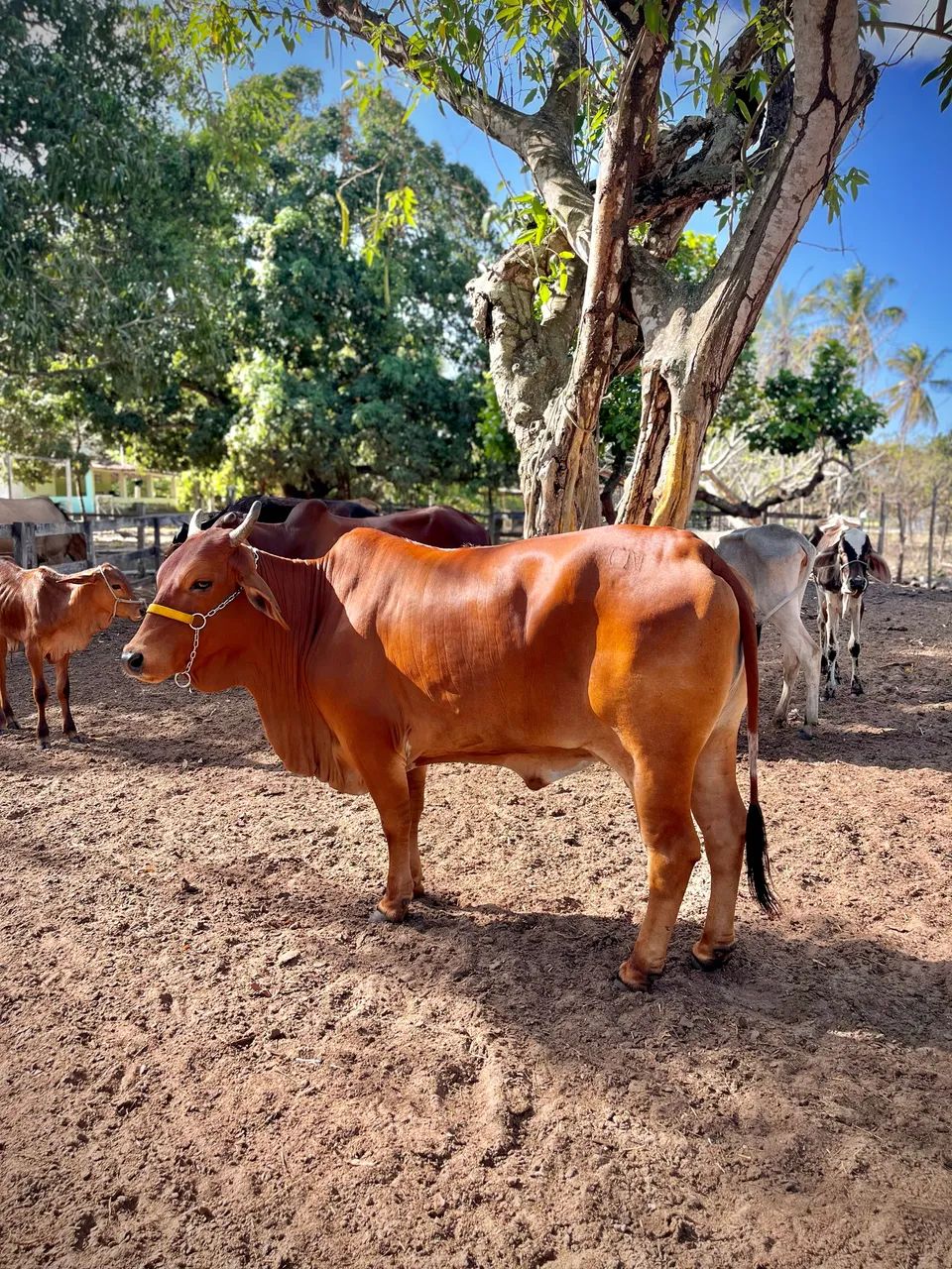 VACA SINDI  - Foto 4