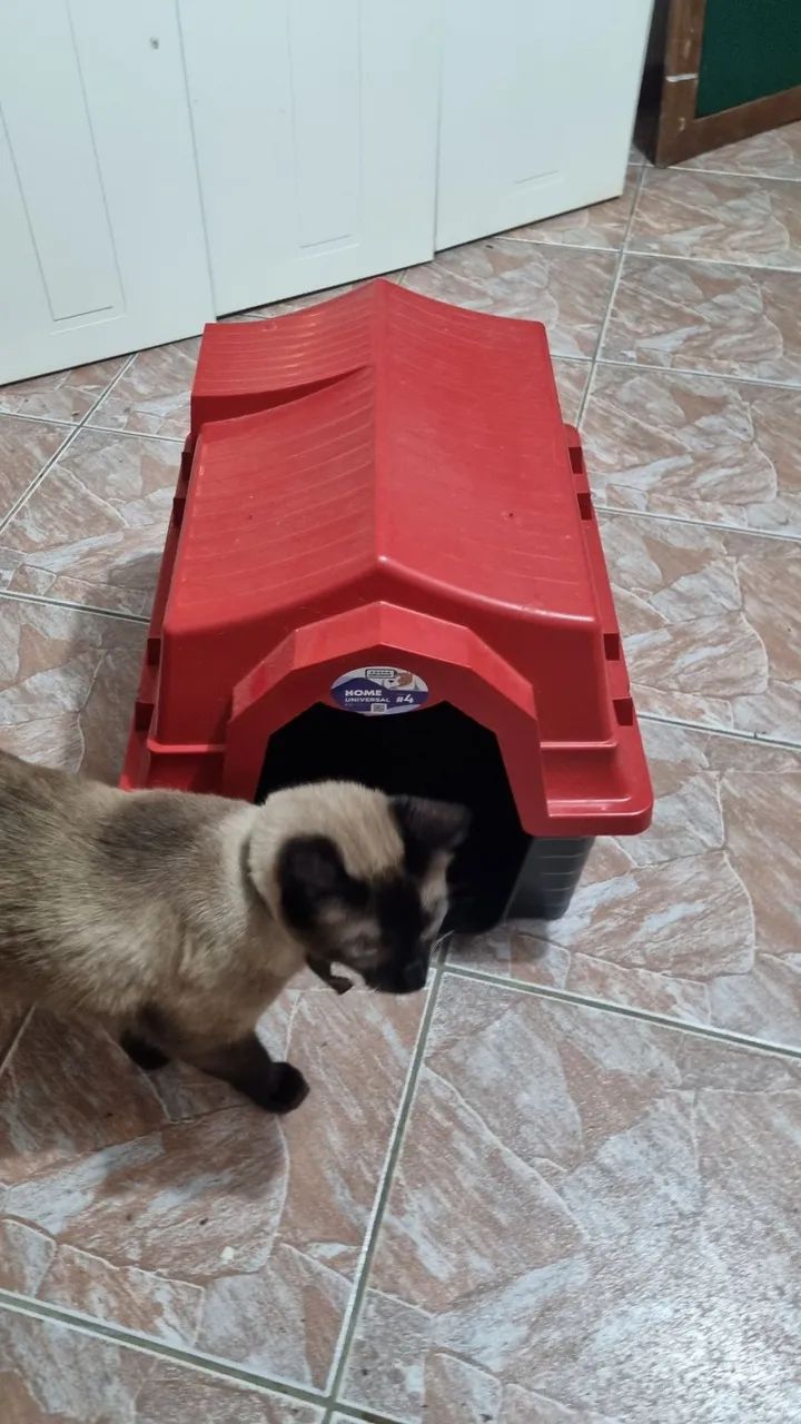 Casinha pet tamanho 4 cachorros, gatos - Foto 3
