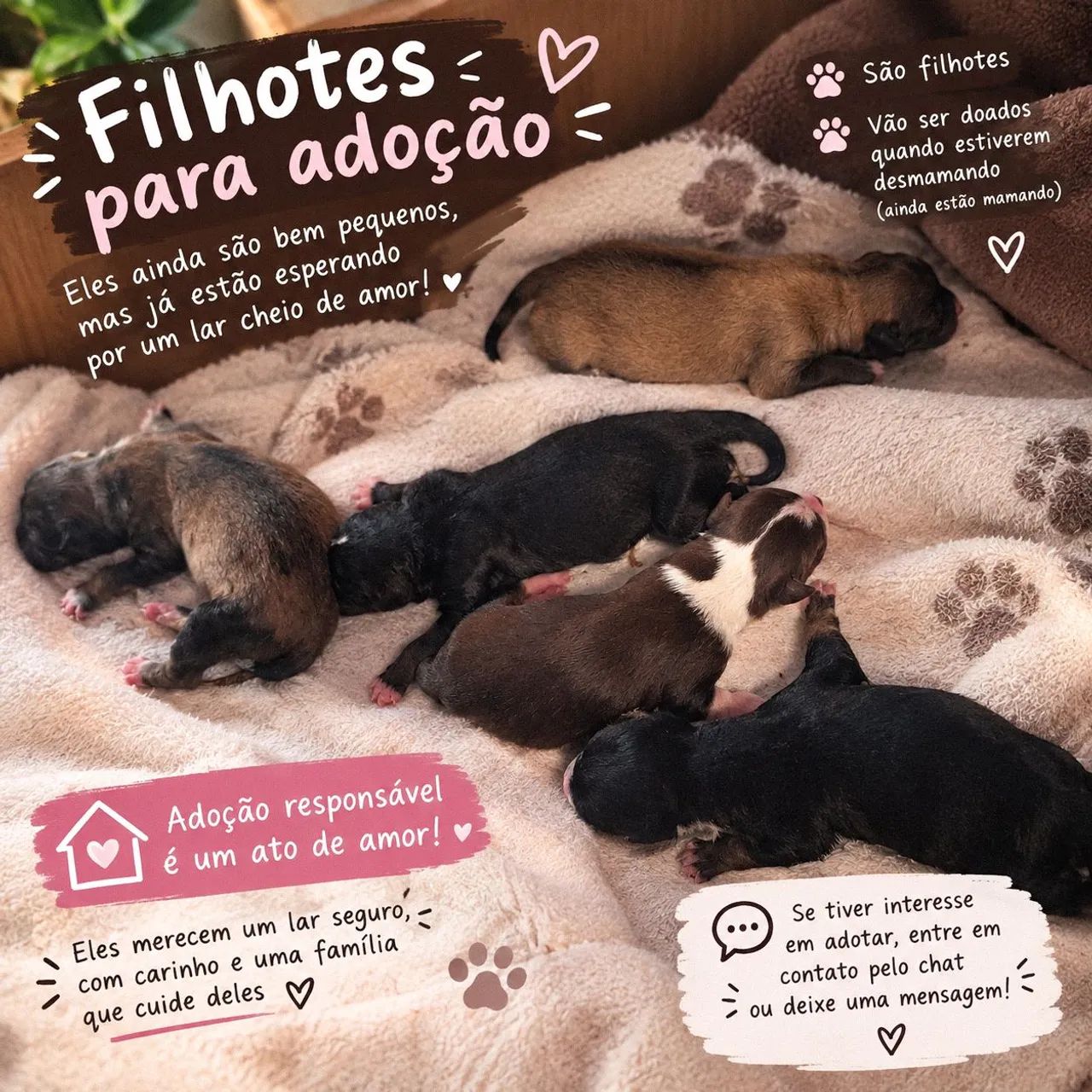 Adoção RESPONSÁVEL! - Foto 4