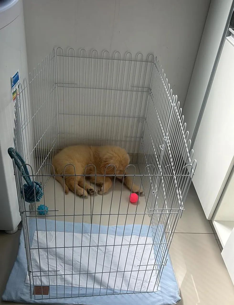 Cercadinhos Pet (grades para cães)  - Foto 3