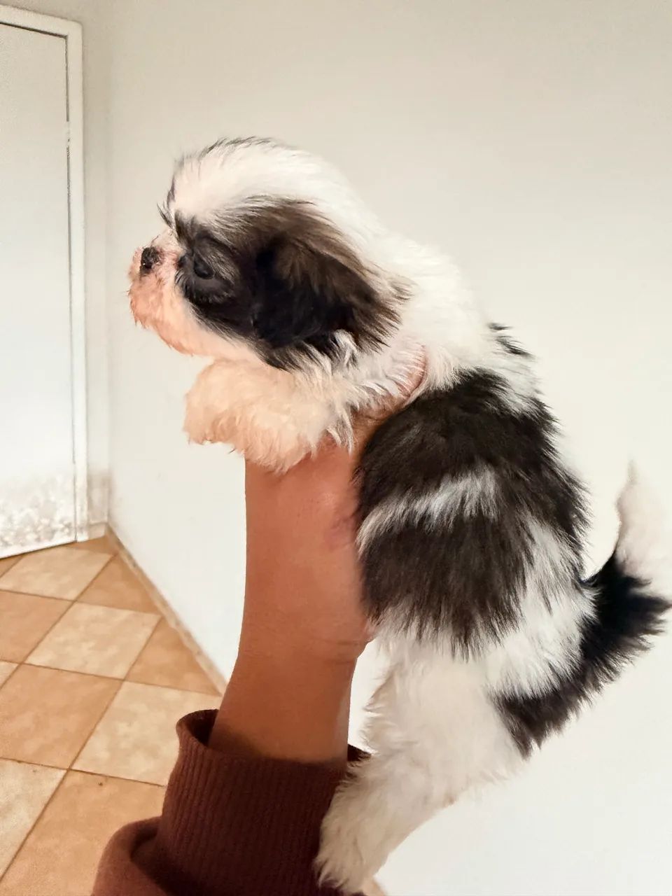 Shih tzu fêmea  - Foto 4