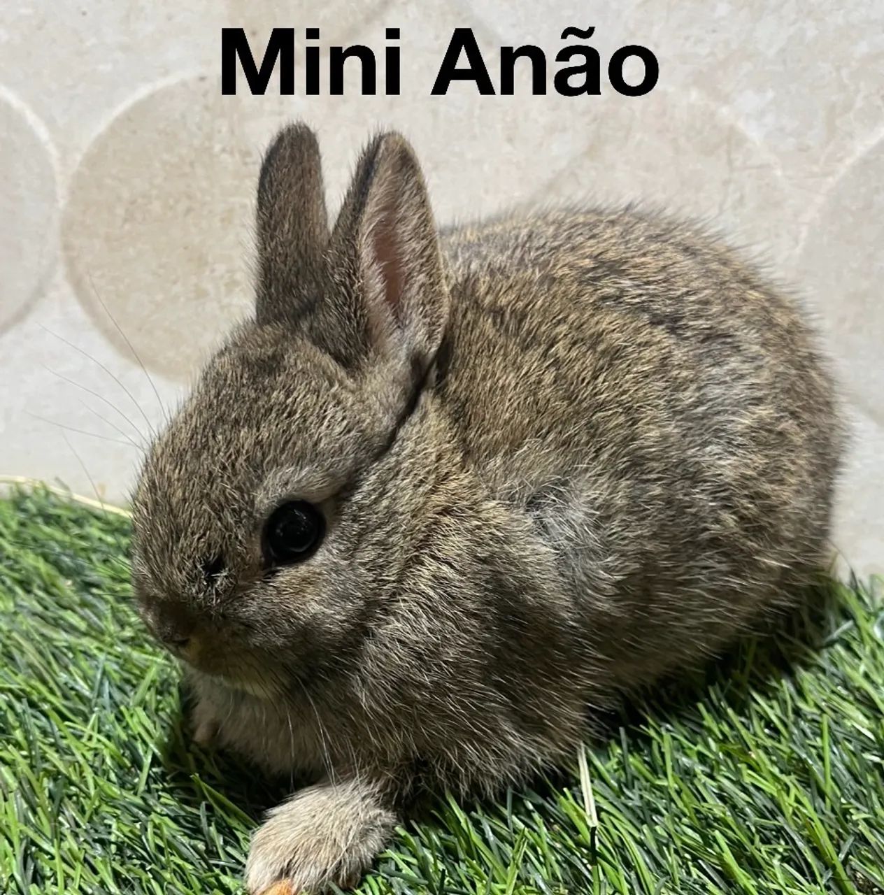 Mini anão e mini Lion - Foto 5