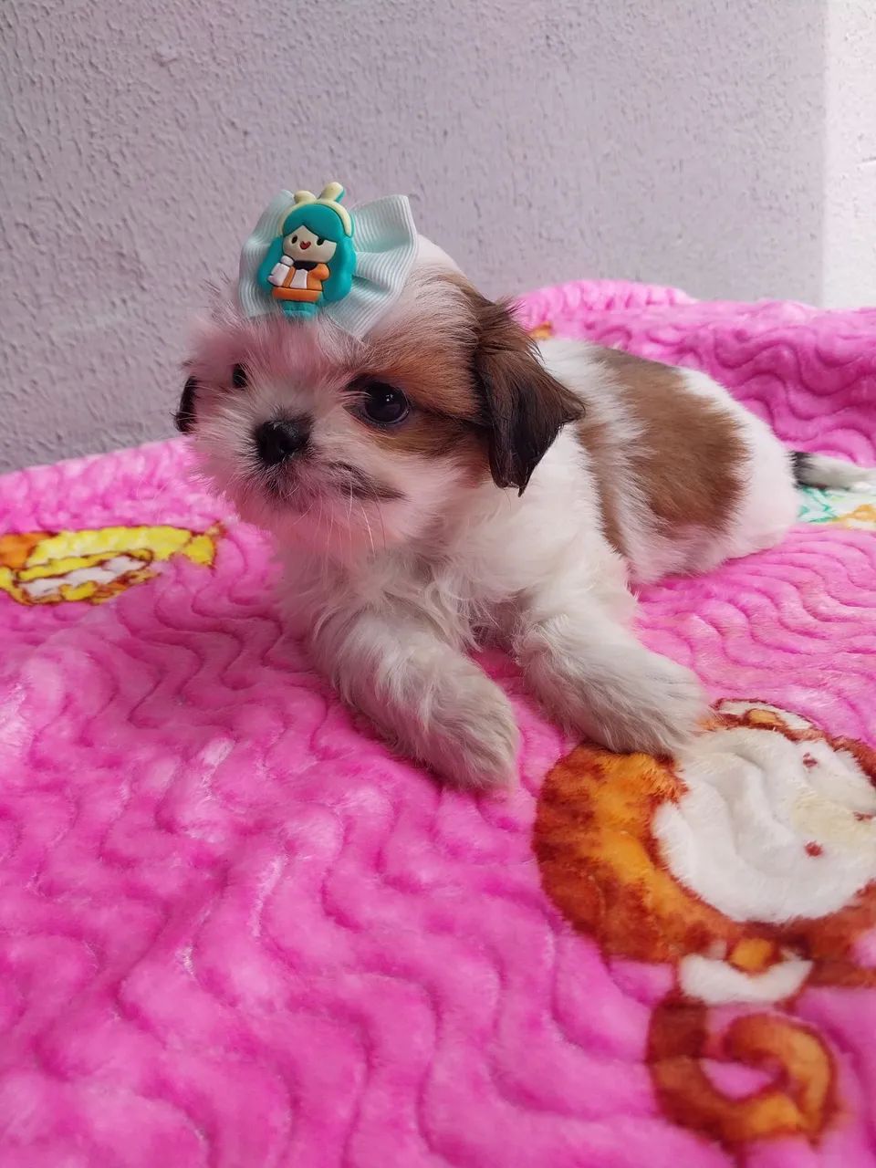 Shih-tzu Macho e Fêmea  - Foto 2