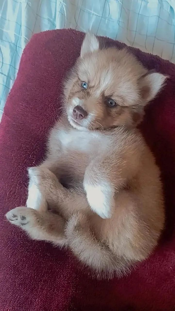 Husky siberiano  - Foto 4