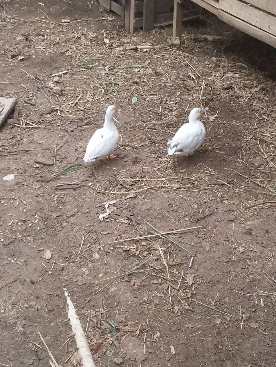 Casal Mini cool  - Foto 5