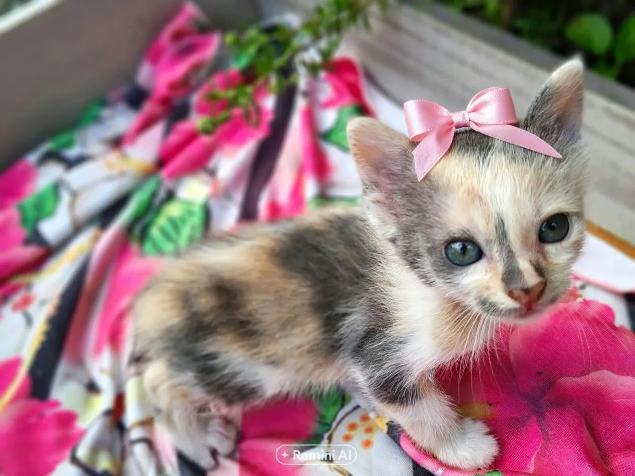Gatinhas - Foto 2