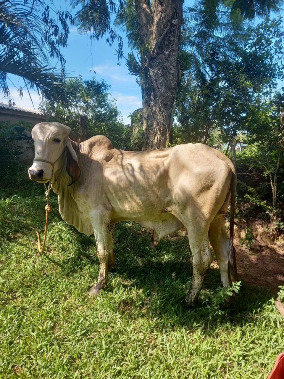 Vendo terneiro gil, 1 ano e 6 meses  - Foto 2
