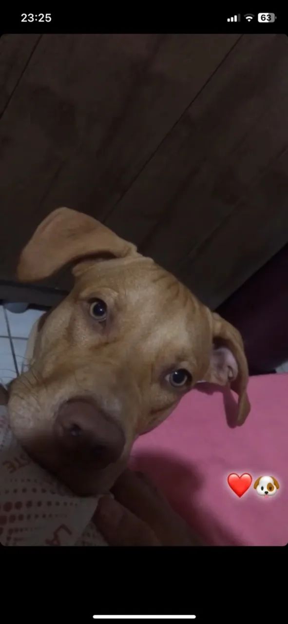 Doação pitbul - Foto 2