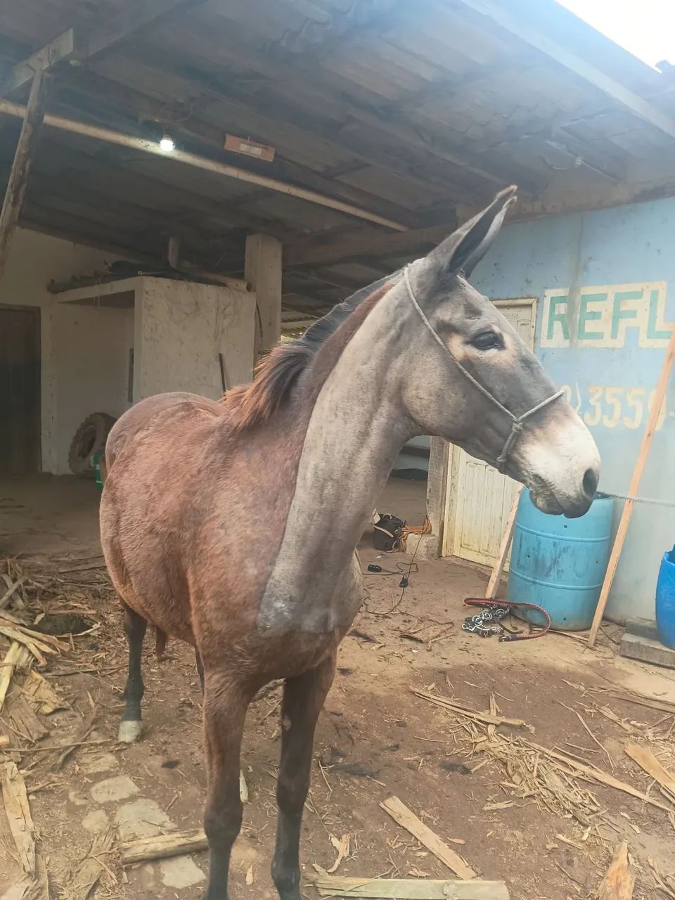 Mula de Patrão  - Foto 2