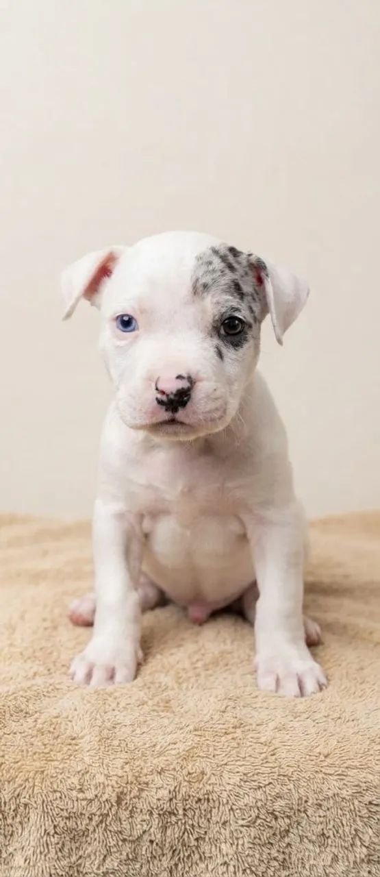 Filhotes de American Bully