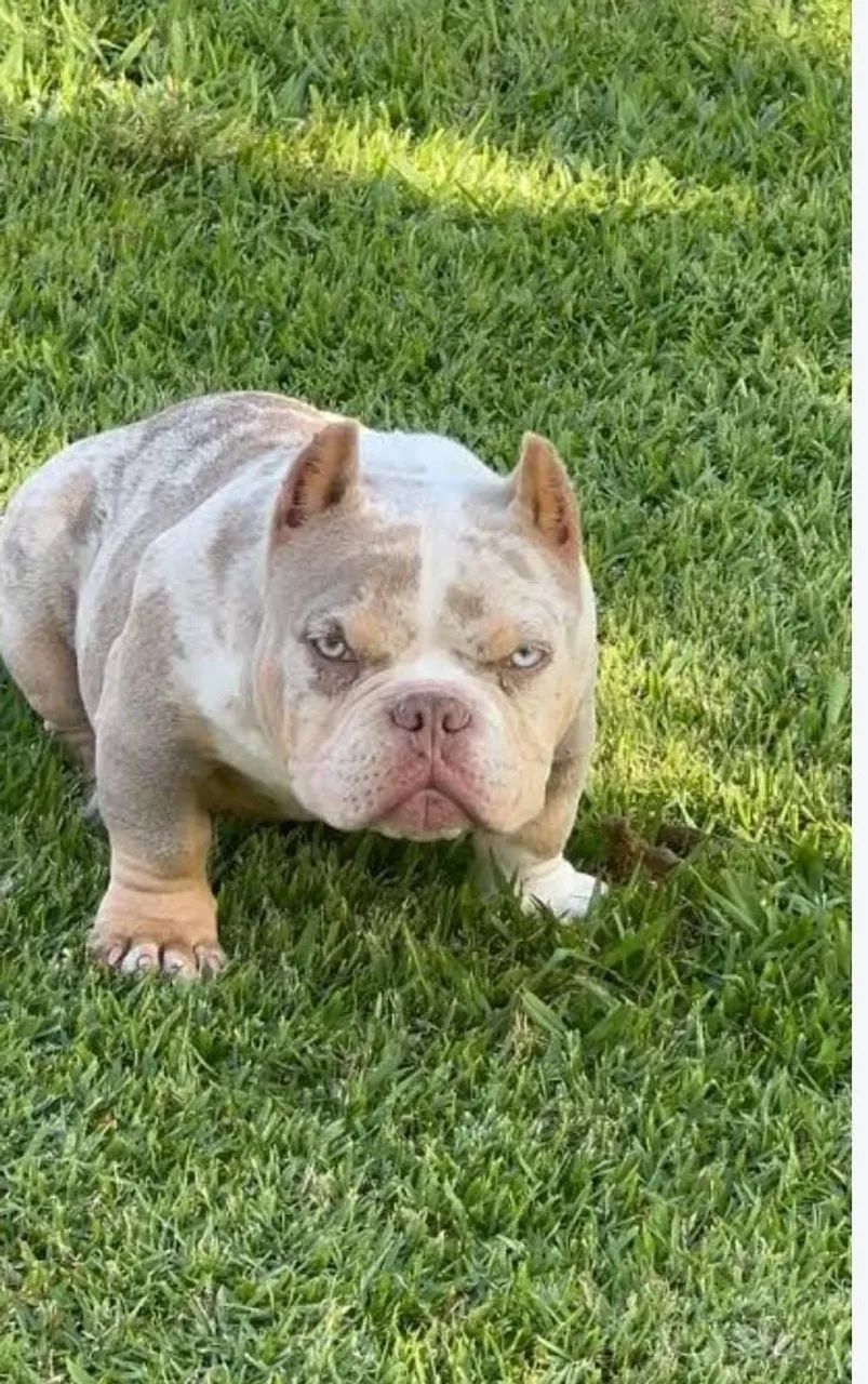 American bully micro. Exótico  - Foto 2
