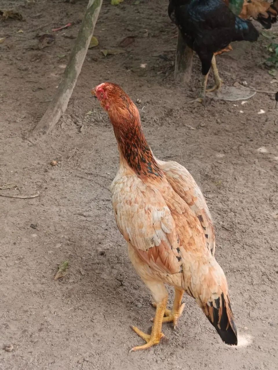 Quero vender meu galinheiro inteiro  - Foto 3