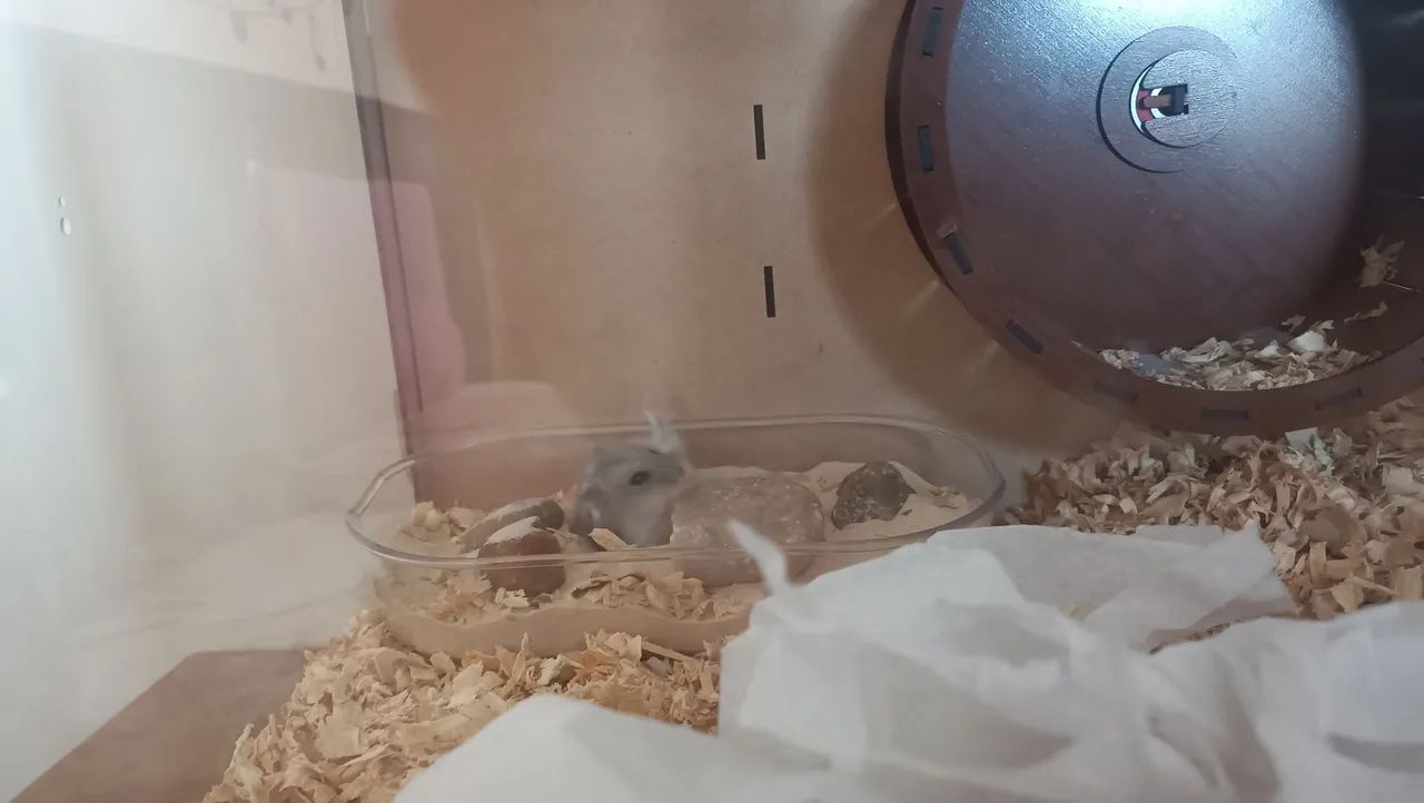 Hamster anão russo com terrario e gaiola + sementes e pedras - Foto 6