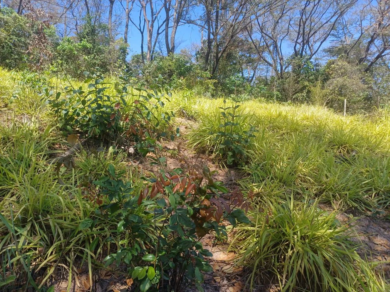 Vende-se lote barato em igarapé  - Foto 3